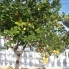 A Vendre - Bungalow - Torrevieja - Torreta II