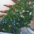 Resale - Townhouse - Torrevieja - Cabo Cervera
