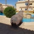 Alquiler larga estancia - Apartamento - Orihuela Costa - La Zenia