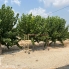 Alquiler larga estancia - Detached Villa - Formentera del Segura
