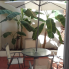 Long Term Rentals - Bungalow - Torrevieja - Los Frutales