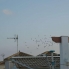 Segunda Mano - Semi Detached House - Orihuela Costa - Playa Flamenca